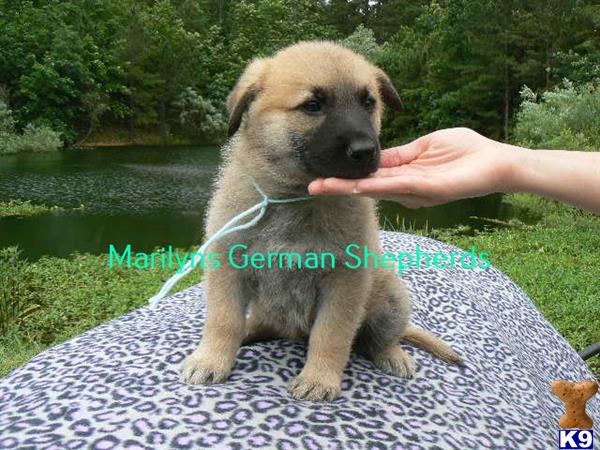 German Shepherd Puppy for Sale: Zebs Mr Boardwalk Candy Silver Fawn ...