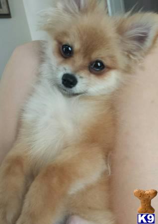 a pomeranian dog with a cookie in its mouth