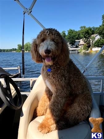 a goldendoodles dog sitting on a boat