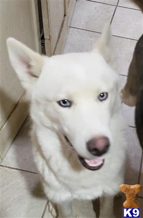 a white siberian husky dog with blue eyes