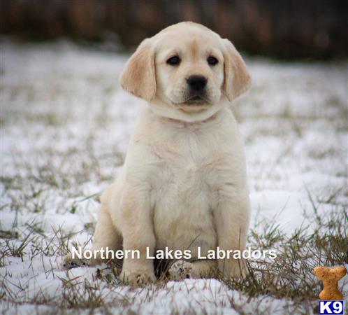 a labrador retriever dog sitting in the snow