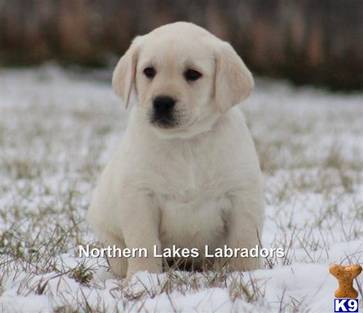 a white labrador retriever dog sitting in a snowy field