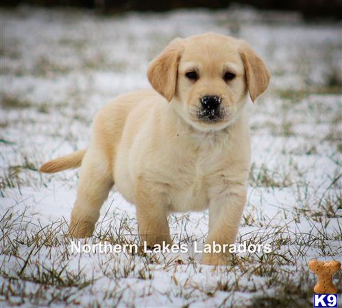 a labrador retriever dog standing in snow