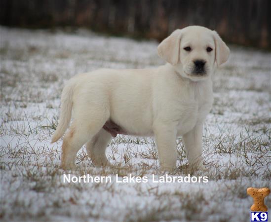 a white labrador retriever dog standing in snow