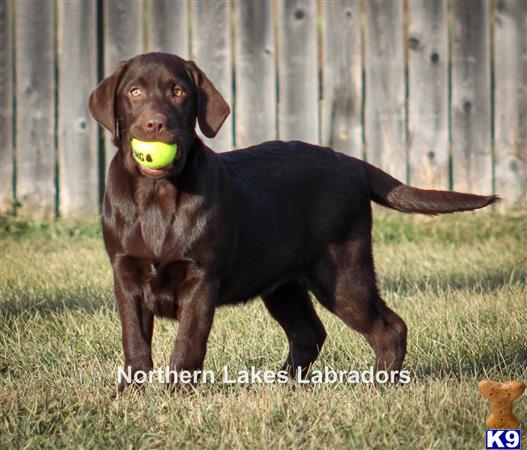 a labrador retriever dog holding a ball