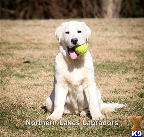 a labrador retriever dog holding a tennis ball
