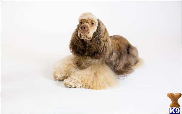 a cocker spaniel dog sitting on a white surface