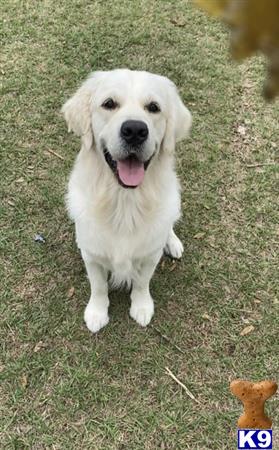 a white golden retriever dog sitting on grass