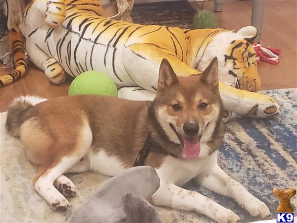 a shiba inu dog lying on a rug