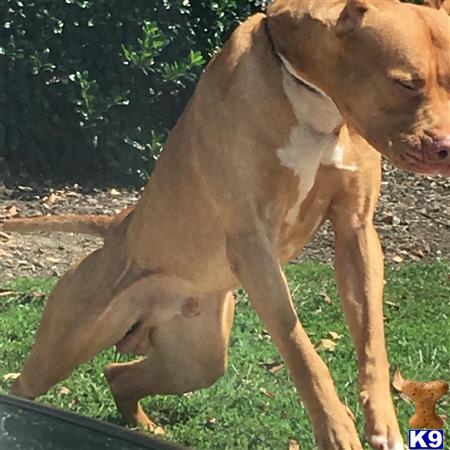 a large brown american pit bull dog