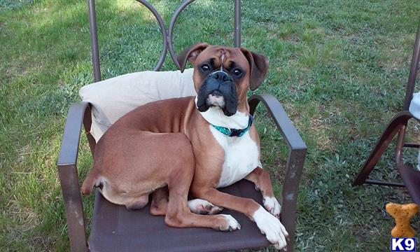 a boxer dog sitting on a chair