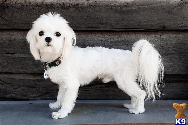 a white maltese dog with a green collar