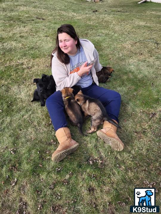 a person sitting on grass with german shepherd dogs