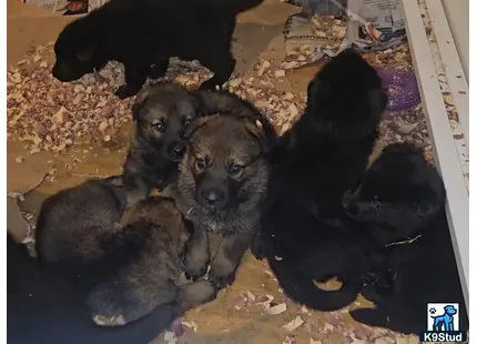 a group of german shepherd puppies lying on the ground