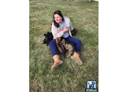 a person sitting on grass with german shepherd dogs