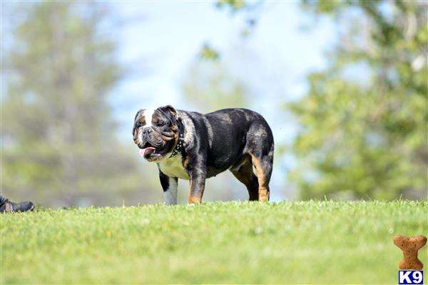 a english bulldog dog standing in a grassy area