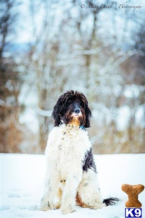 a goldendoodles dog standing in the snow