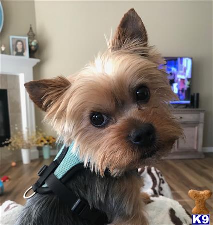 a yorkshire terrier dog wearing a vest