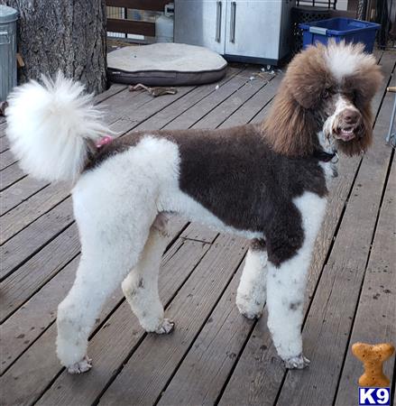 a poodle dog standing on a wood deck