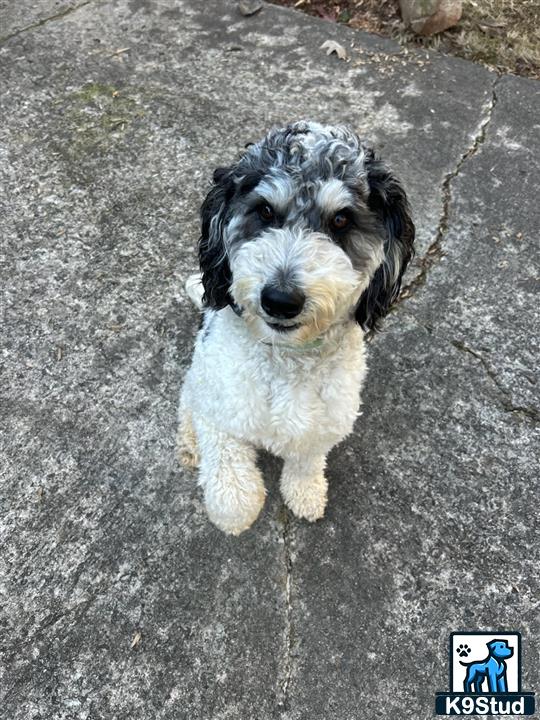 a aussiedoodle dog sitting on the ground