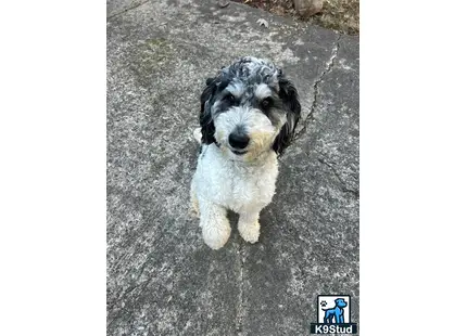 a aussiedoodle dog sitting on the ground