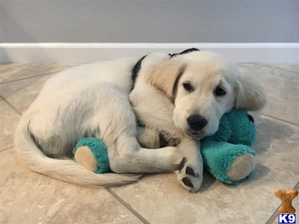 a golden retriever dog lying on a stuffed animal