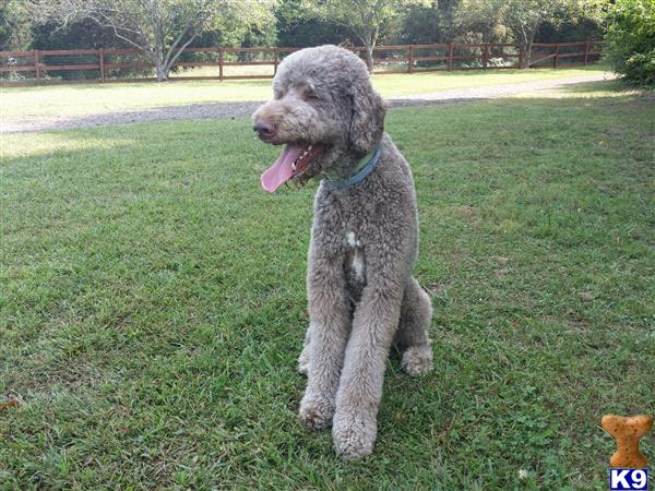 a goldendoodles dog standing in a grassy area
