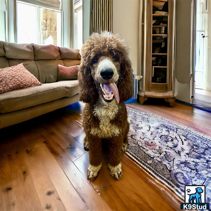 a poodle dog sitting on a wood floor