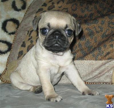 Pug Puppy for Sale: UKC REG FAWN FEMALE PUPPY 14 Years old