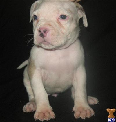 American Pit Bull Puppy for Sale: RAZORS EDGE / WATCHDOG ADBA REG ...