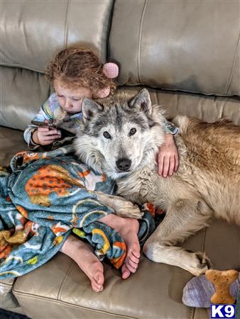 a baby and a wolf dog dog