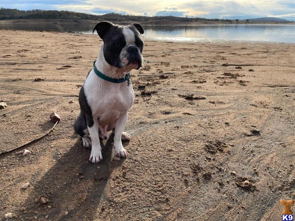 a bedlington terrier dog sitting on a beach