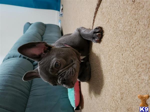 a french bulldog dog lying on a couch