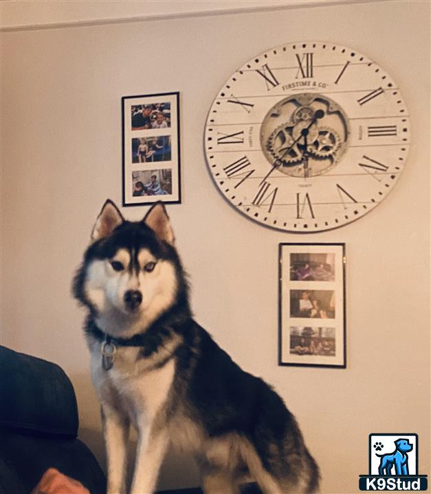 a siberian husky dog sitting in front of a clock