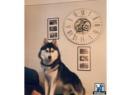 a siberian husky dog sitting in front of a clock