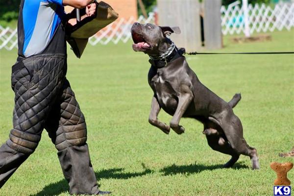 a cane corso dog jumping in the air with a person in the background