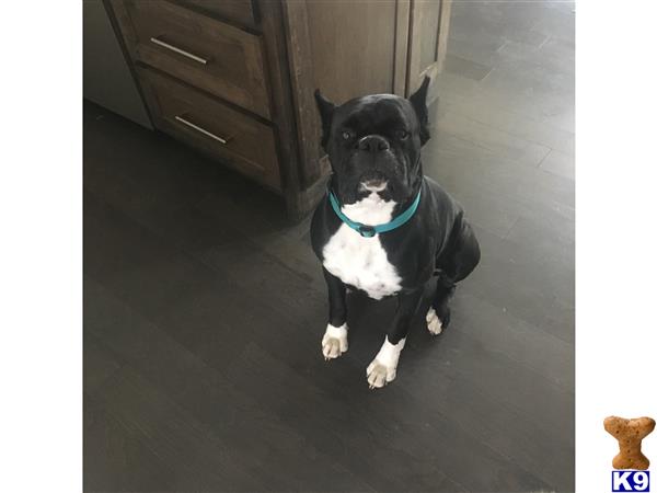 a boxer dog sitting in a room