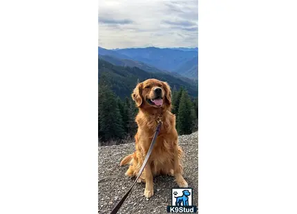 a golden retriever dog on a leash on a rocky hill with trees and mountains in the background