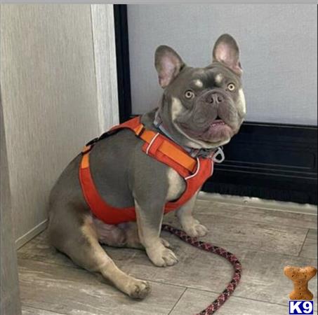 a french bulldog dog wearing a harness