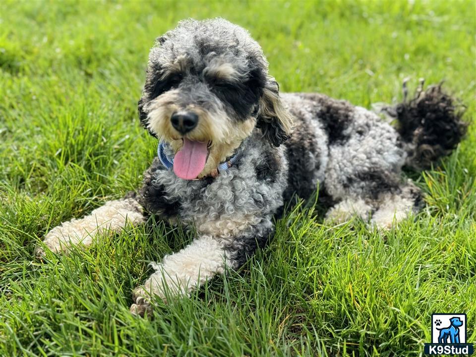 a poodle dog lying in the grass