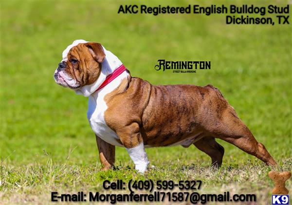 a english bulldog dog standing in a grassy area