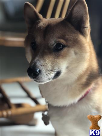 a shiba inu dog looking at a piece of wood