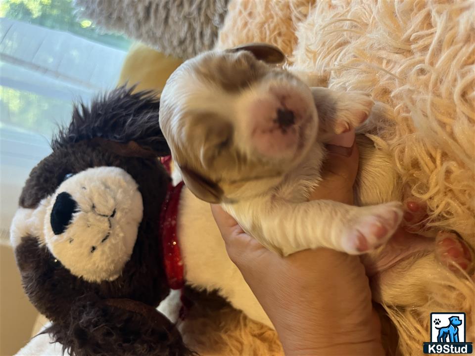 a person holding a stuffed animal