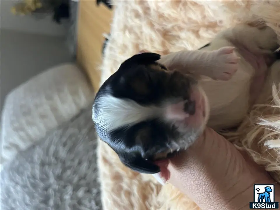 Cavalier King Charles Spaniel