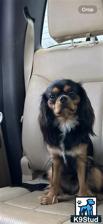 a cavalier king charles spaniel dog sitting in a car