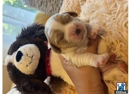 a person holding a stuffed animal