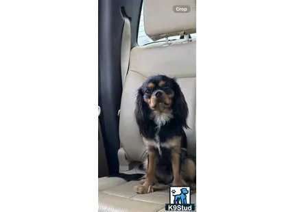 a cavalier king charles spaniel dog sitting in a car