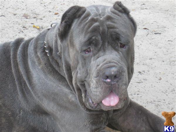 Cane Corso Puppy For Sale Thunder Road Cane Corso 9 Years Old