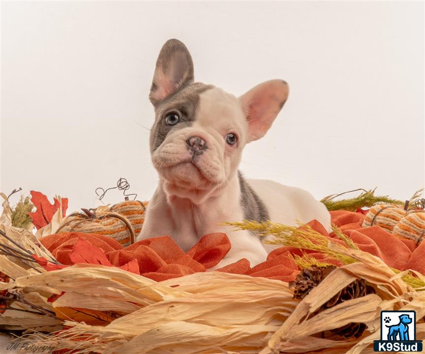 a french bulldog dog sitting in a pile of food