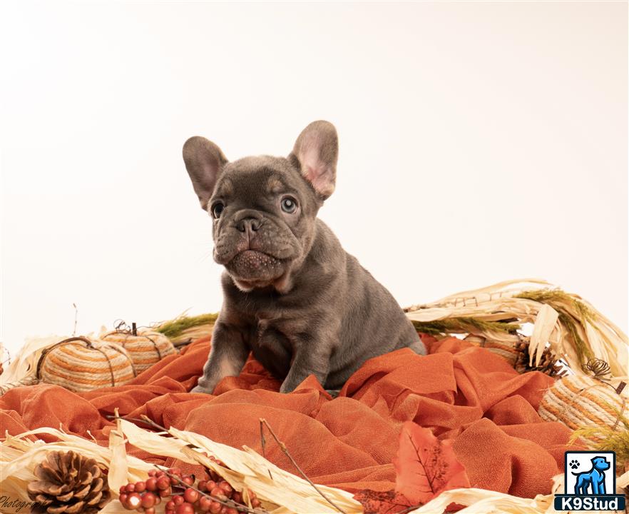 a french bulldog dog sitting on a blanket